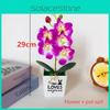 Phalaenopsis Love Pot Potted Green Plant Decorations For Home Decor Ideas Gift