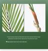 Nordic Phoenix Bamboo Indoor Decorative Potted Plant - Large Artificial Greenery for Living Room or Office