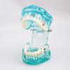 Dental Study Tooth Transparent Adult Pathological Teeth Model