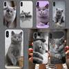 Grey British Shorthair Cat Phone Case For IPhone 14 13 12 11 XS X 8 7 6 Plus Mini Pro Max SE 2022 Soft Black Phone Cover