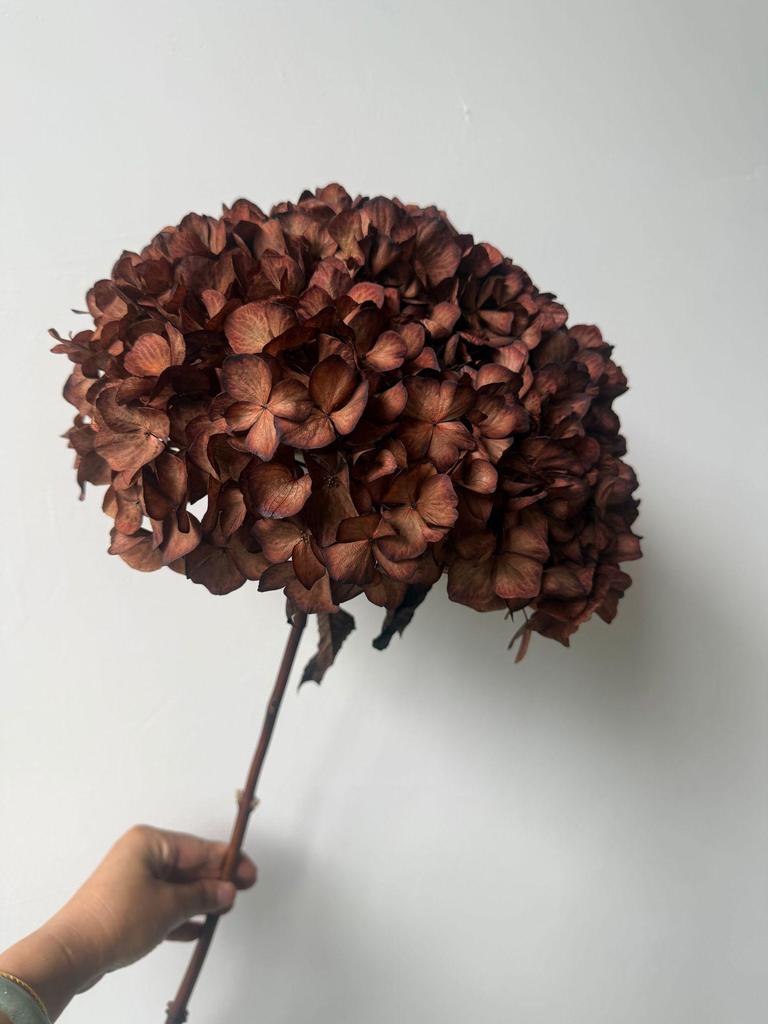 Multi-Color Preserved Bigleaf Hydrangea Single Stem Flower Bouquet for Home Decoration