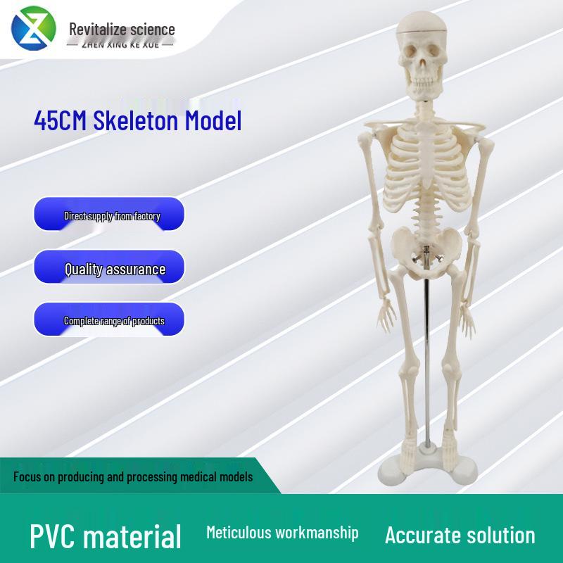 45см Модель скелета человека для медицинского обучения и образования