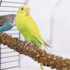 Parrot Pepper Log Station Pole Grinding Claw Stick Branch Station Stick Parrot Station Rack Log Bird Toy Supplies Parrot Station Stick