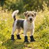 4Pcs/Set Soft Summer Dog Shoes Non-Slip Dog Paw Protector Hollow Puppy Shoes  Dogs Accessories