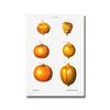 Nordic Kitchen Decor Canvas Painting Fruit Vegetables Pictures On The Wall Orange Art Posters for Home Design No Frame