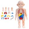 3d Puzzle Human Body Anatomy Model Educational Learning Organ Assembled Toy Organ Teaching Tool For Children