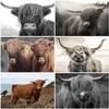5D DIY алмазная живопись корова животные полная квадратная/круглая смоланая Алмазная вышивка крупный рогатый скот картина вышивка крестом горный хрусталь домашний декор