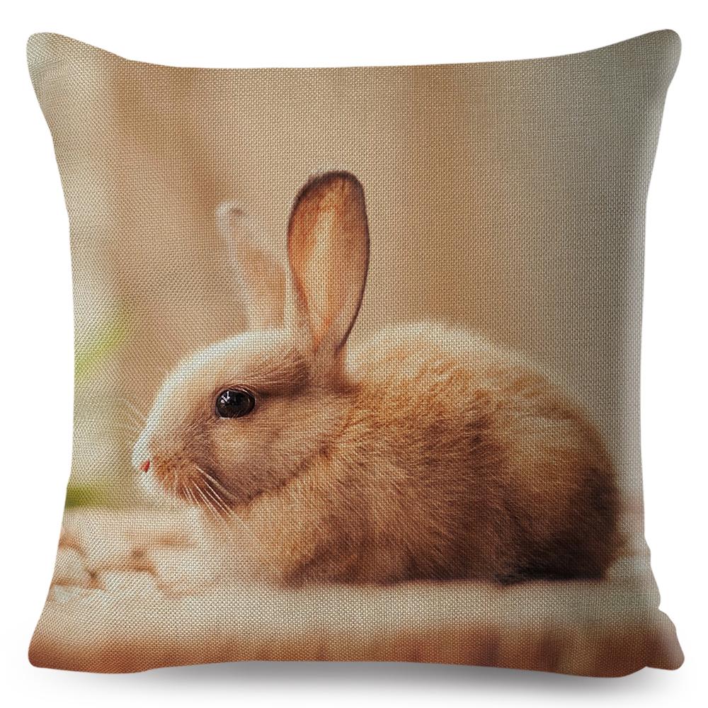High Resolution Animal Photography Print Cushion xcm Realistic Rabbit Imagery Soft Natural Lighting Gentle Color Palette