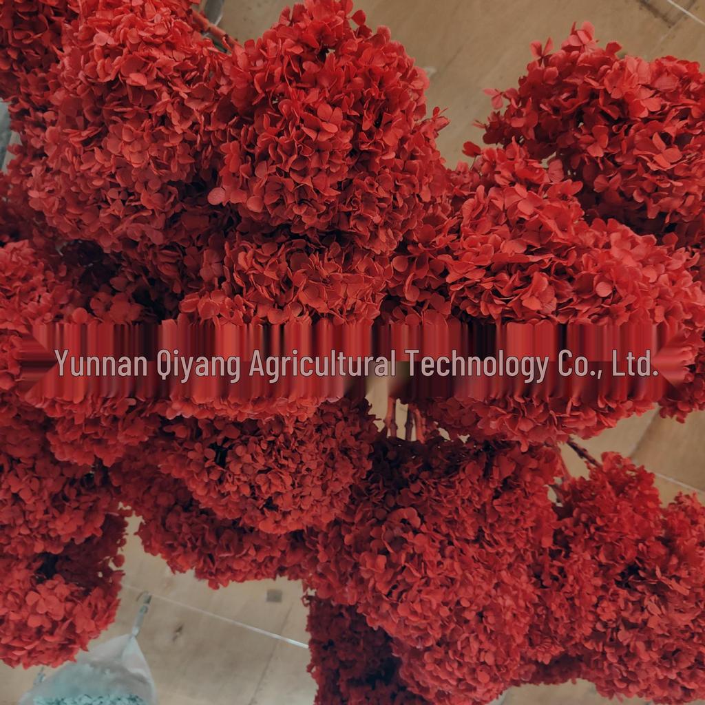 Multi-Color Preserved Bigleaf Hydrangea Single Stem Flower Bouquet for Home Decoration