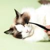 Multifunctional Pet Eye Cleaning Brush Black Dog Tear Stains Brush Cats Brush Grooming Tools