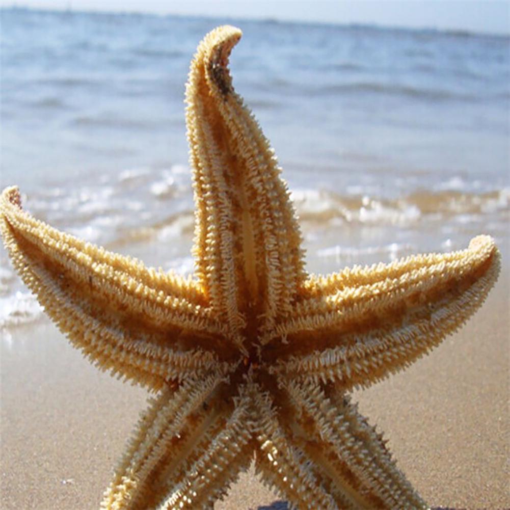 Yousheng 2Pcs Natural Dried Starfish Sea Star Beach Craft Wedding Party Home Decoration