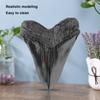 5inch Shark Teeth Model Home Decoration Giant Megalodon Tooth Marine Bology Teaching Props Resin Shark Teeth for Kids Childs