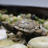 Miniature Tortoise DIY Handmade Resin Fairy Garden Figurine for Gift