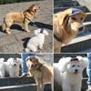 Pet Baseball Cap Dog Sun Hat Adjustable Chin Strap Denim Sunbonnet Size L Navy Blue Breathable Dog Visor Hat Puppy Pet Baseball