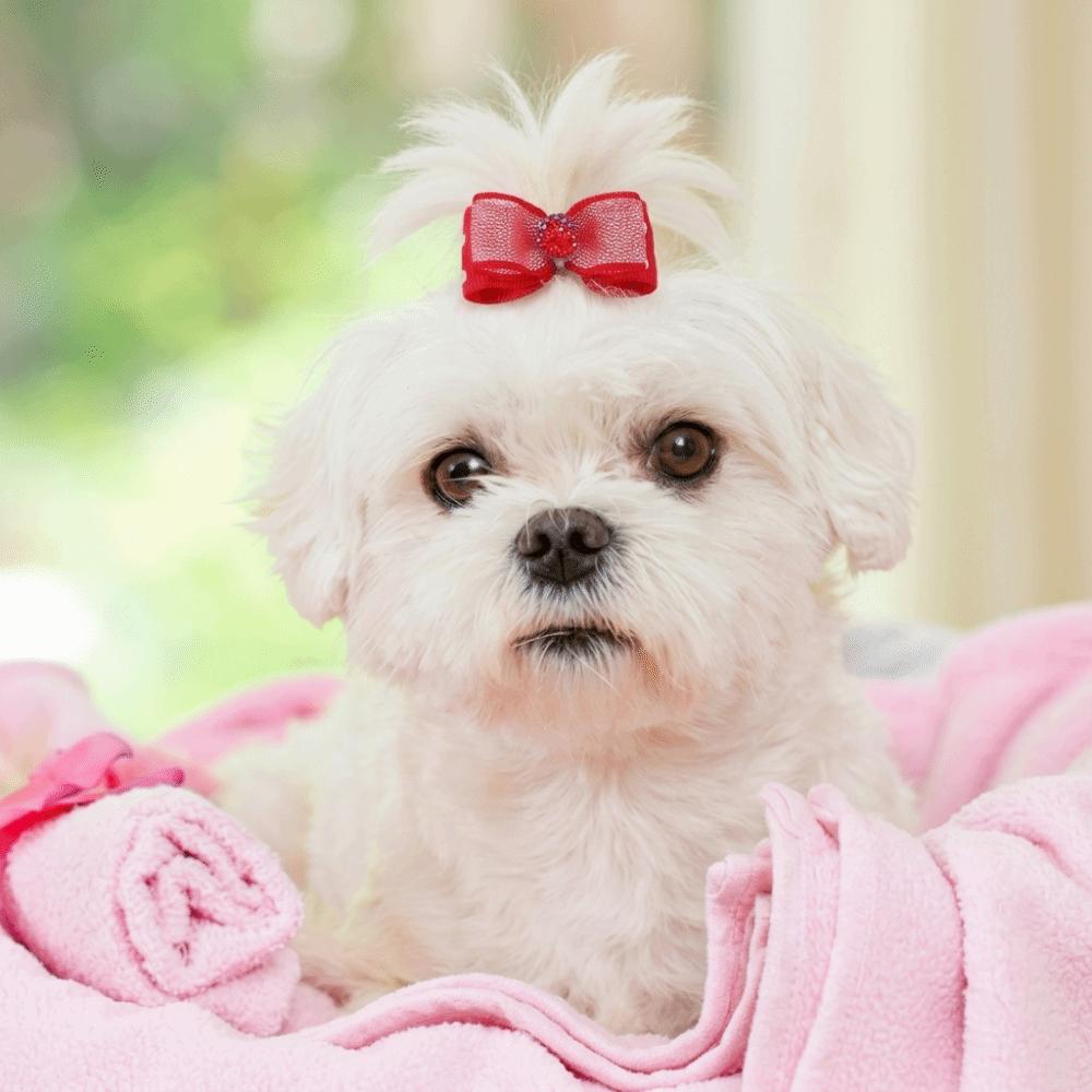 30pcs Elastic Stretch Band Dog Bow Hair Tie Inlaid Rhinestone Ribbon Hair Band Party Cosplay