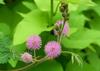 SAFLAX Sensitive Plant - 70 семян - С горшечным субстратом для лучшего выращивания - Mimosa pudica