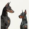 2024 уличная футболка унисекс с рисунком Dobermann, хлопковая футболка, топы унисекс, футболки, летняя футболка с короткими рукавами