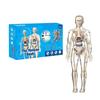 Children's Educational Anatomy Puzzle Toy - Cross-Border Human Skeleton Organ Assembly Model