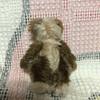 [USED] Teddy bear artist, bear, stuffed animal, used item