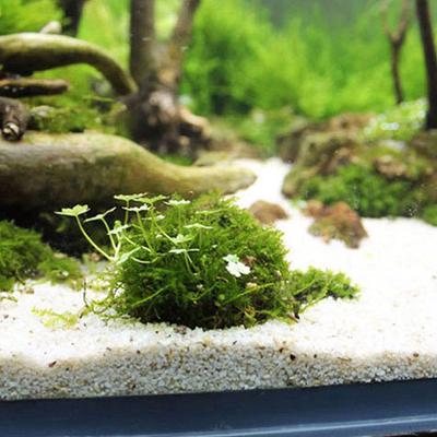 Товары для водных животных, украшения, аквариум, шар из мха, живые растения, фильтр, декор для домашних животных