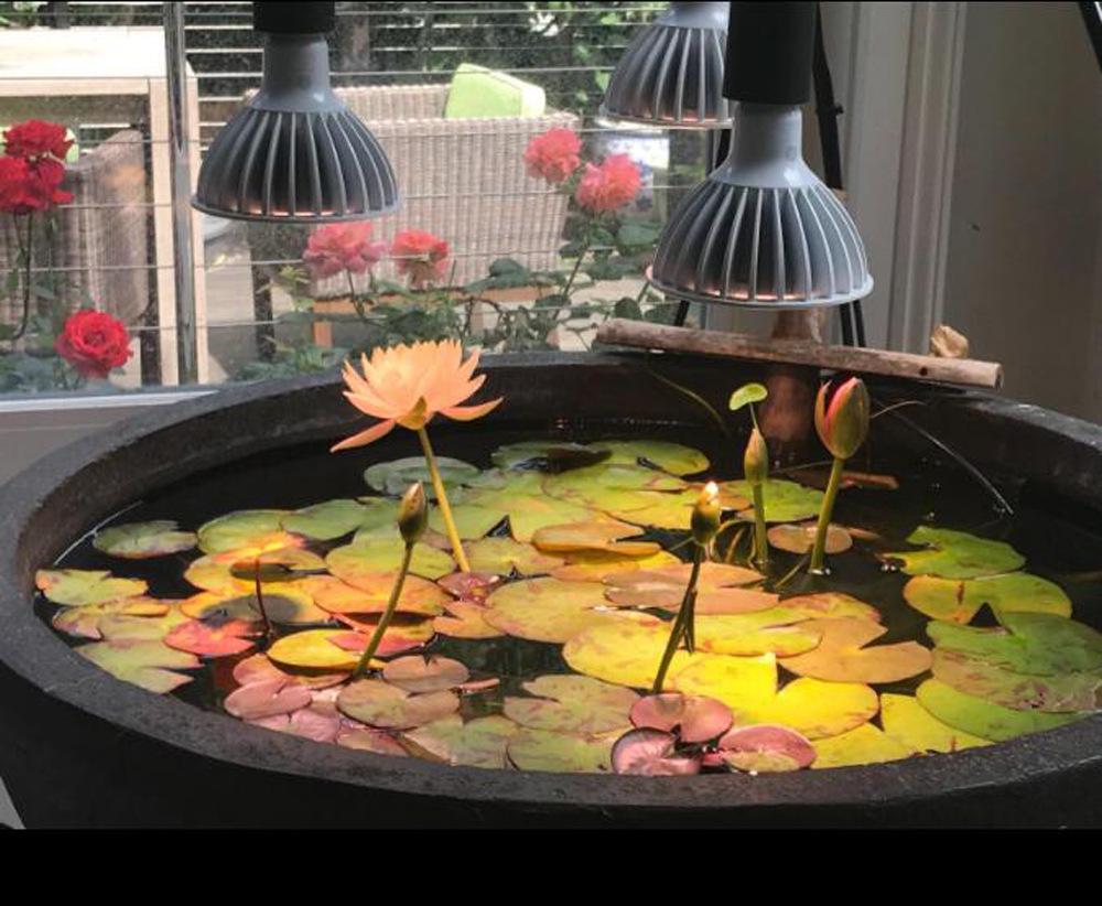 Светодиодная лампа полного спектра PAR38 для выращивания - 30 Вт/35 Вт для суккулентов, цветов, овощей и зеленых растений, 98 CRI.