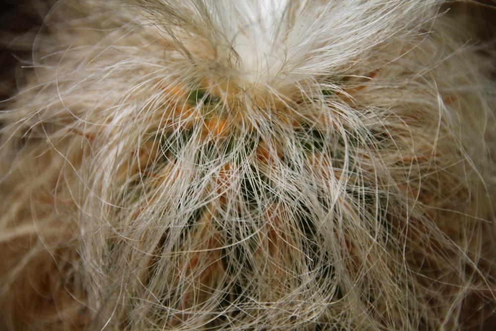 SAFLAX Garden in the Bag - Old Man of the Andes - 40 семян - С субстратом в подходящем пакете - Oreocereus celsianus