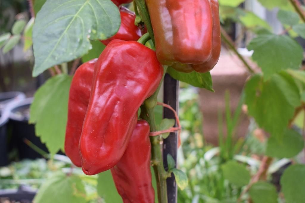 SAFLAX Garden in the Bag - Органический - Перец сладкий - Маркони длинный красный - 20 семян - С субстратом в подходящем пакете-стойке - Capsicum annuum