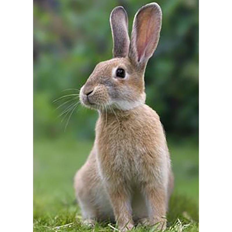 Кролик DIY 5D алмазная живопись полная круглая дрель животное живописная Алмазная вышивка набор крестиков настенное искусство домашний декор подарок