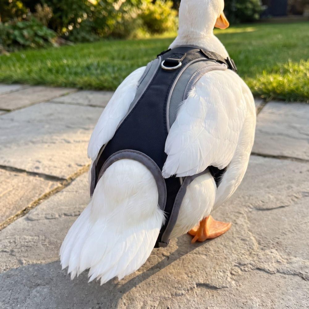 Adjustable Tightness Duck Safety Vest Breathable Chicken Saddle Feather Protection