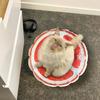 Pet Cooling Mat Cute Water Sensory Pad For Puppy Cute Fruit Pattern Cooler Cushion Pad Bed Sleeping Mattress For Dogs And Cats