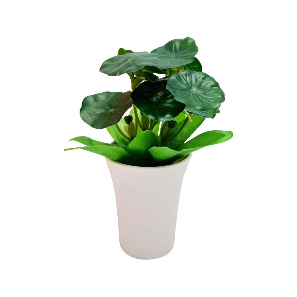 Мимоза Стыдливая Шеффлера Восьмилистная Зеленое Растение для Домашнего Настольного Декора