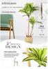 Large Brazilian Iron Tree Potted Plant for Tropical-Style Homes and Landscapes