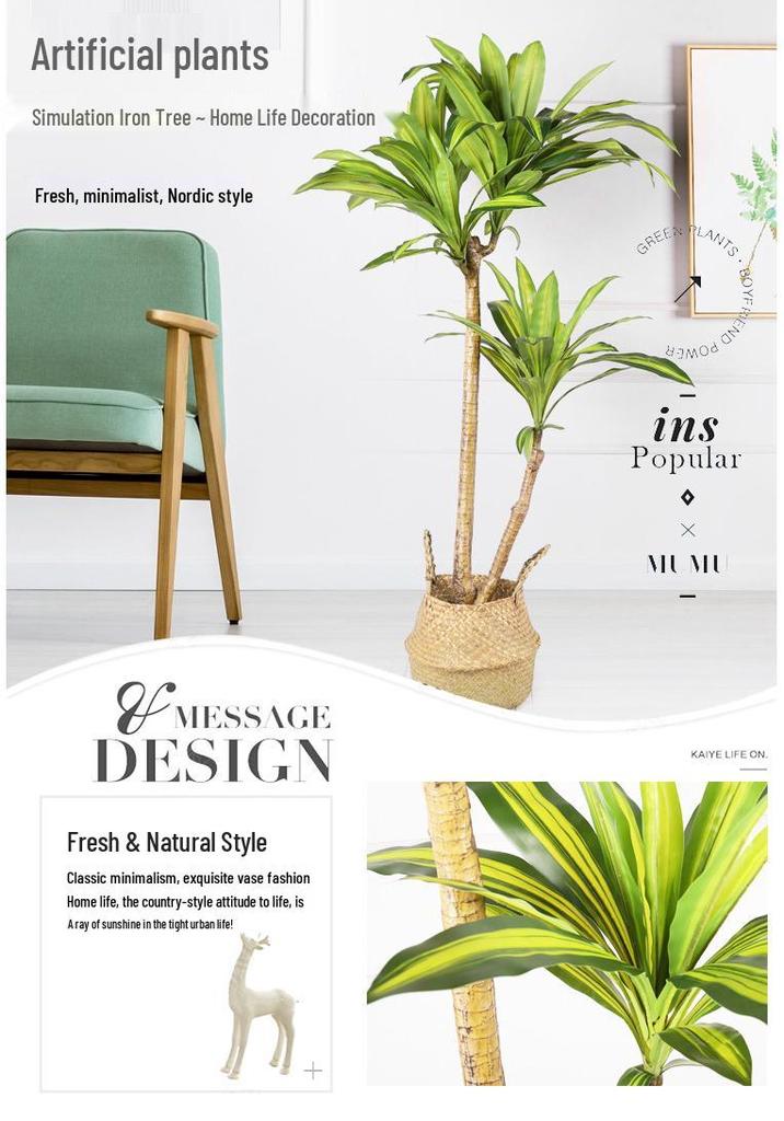 Large Brazilian Iron Tree Potted Plant for Tropical-Style Homes and Landscapes