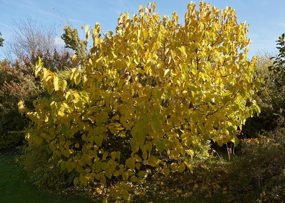 SAFLAX Подарочный набор - Черная шелковица - 200 семян - С подарочной коробкой, карточкой, этикеткой и субстратом для горшков - Morus nigra