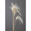 Daichi Farm Dried Flower Mini Approximately 10 Pieces Miscanthus, L60~75cm, DO050470-011