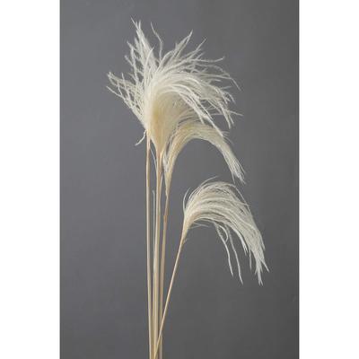 Daichi Farm Сухоцвет Мини Примерно 10 шт. Мискантус, Д60~75 см, DO050470-011