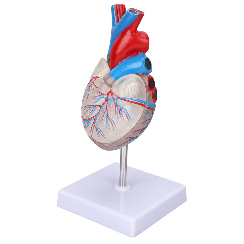 Heart Model Human Transparent Design Multipurpose Heart Teaching Model for Medical Teaching Aids