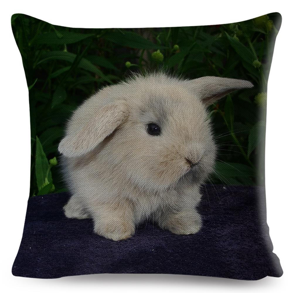 High Resolution Animal Photography Print Cushion xcm Realistic Rabbit Imagery Soft Natural Lighting Gentle Color Palette