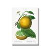 Nordic Kitchen Decor Canvas Painting Fruit Vegetables Pictures On The Wall Orange Art Posters for Home Design No Frame