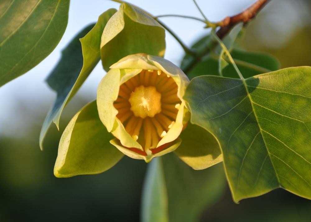 SAFLAX Тюльпановое дерево - 20 семян - Liriodendron tulipifera