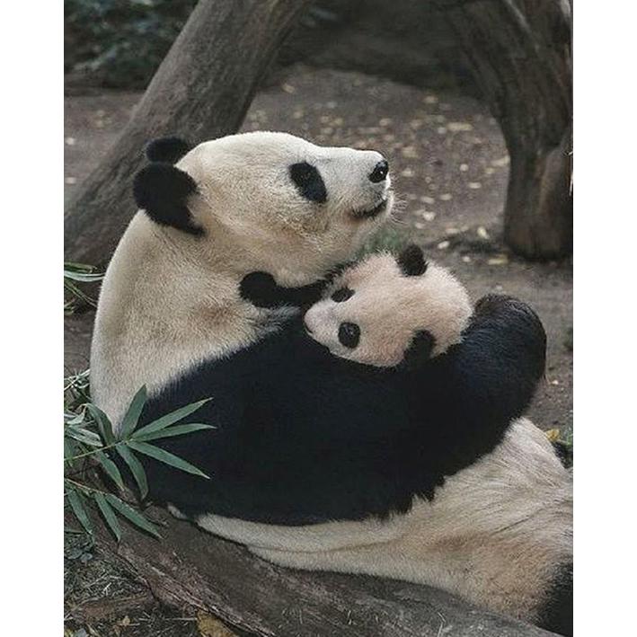 5D DIY милая панда палка дрель полная дрель украшение дома живопись