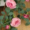 Artificial Sweetheart Roses Vine Silk Flowers Rattan Cafe Decorative Simulation Rose Plant Fake Flower Vines Bar Decoration