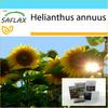 Подарочный набор - Подсолнечник Титан - 20 семян - С подарочной коробкой, карточкой, этикеткой и субстратом для горшков - Helianthus annuus