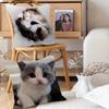 Милые наволочки на подушки с котиками, мультяшные, декоративные для дивана, для дома, с двусторонней печатью, из короткого плюша, милые наволочки для подушек