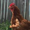 Funny Fighting Chicken Arms Toys Giant Arm Artificial Chicken Forelimb Toy Novelty Hulk Arms Wearing Muscle Arm Halloween