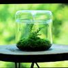 Экологическая стеклянная бутылка Микро Ландшафт Настольный Растительный Мох Банка Закрытый Кувшин Для Культивирования Офисный Декор Стеклянный Цветочный Контейнер Для Комнаты
