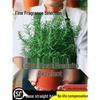 Potted Rosemary and Mint Seedlings: Edible, Mosquito-Repellent Herbs for Indoor Use