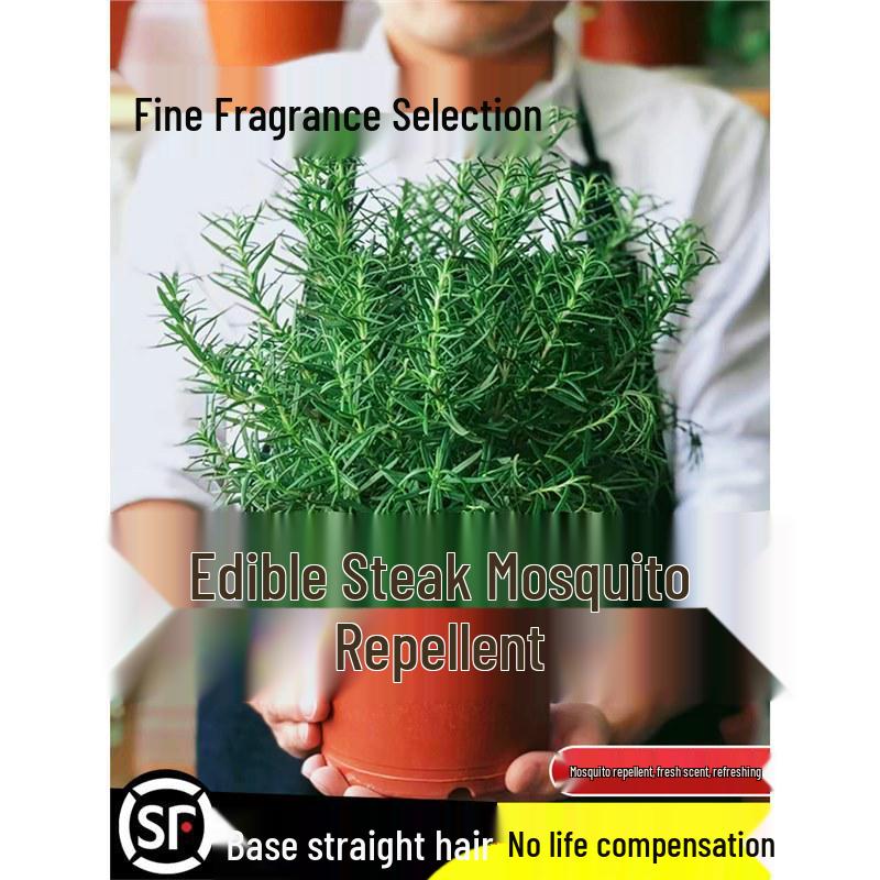 Potted Rosemary and Mint Seedlings: Edible, Mosquito-Repellent Herbs for Indoor Use