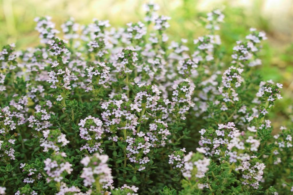 SAFLAX Garden in the Bag - Органический - Тимьян - 800 семян - С субстратом в подходящем стоячем пакете - Тимьян обыкновенный