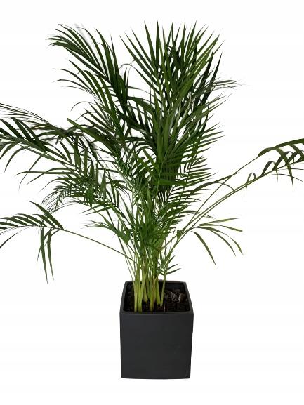 Podpora roślin kwiatów obejma pierścieniowa obręcz podpórka ring l 60x24cm